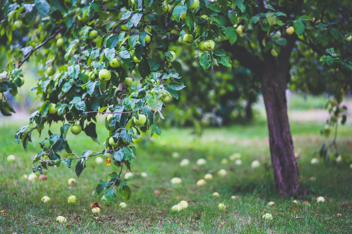 Formative Pruning: learn how to prune young fruit trees