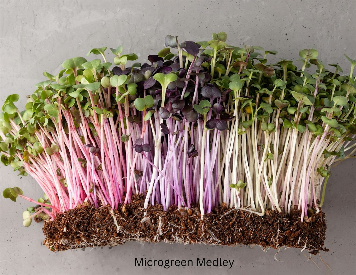 Women's Winter Workshop - Microgreens