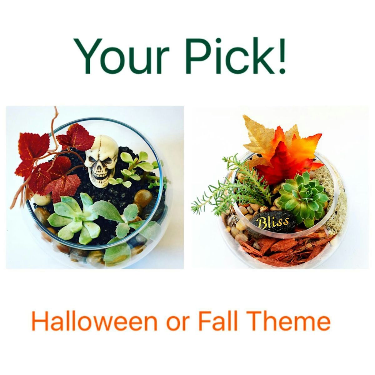 Plant Nite: Make a Succulent Terrarium
