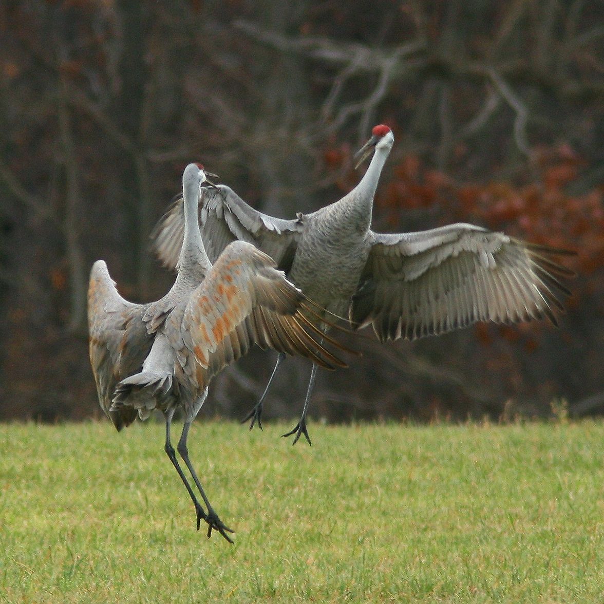 Sandhill Crane Tour