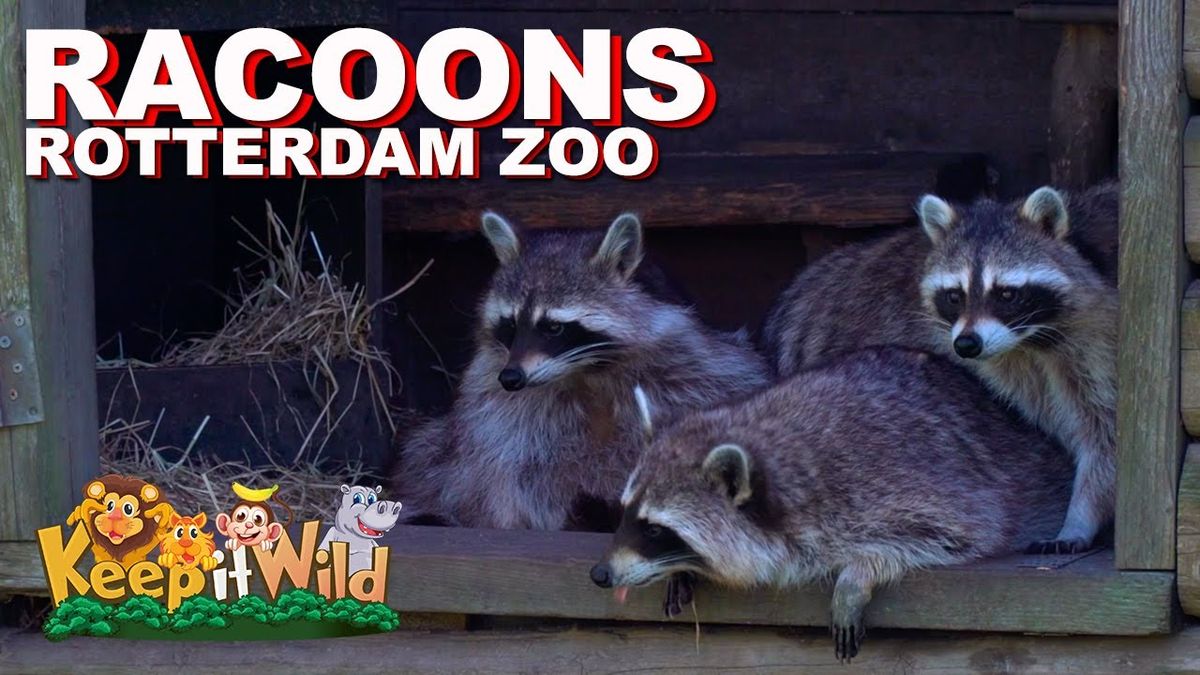 Racoon Rotterdam Tickets