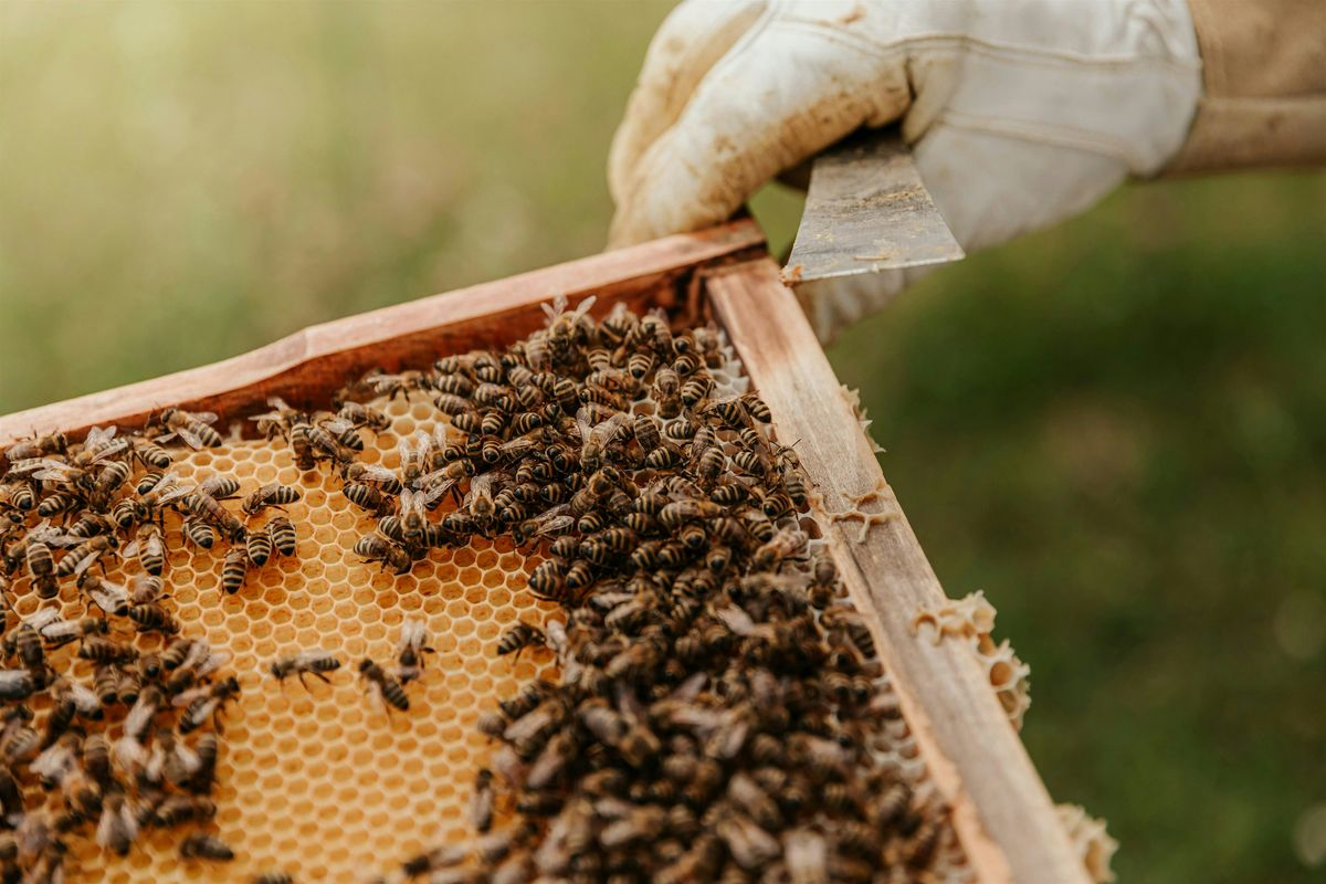 All About Bees: Honey Tasting & Hive Tour [ALL AGES]