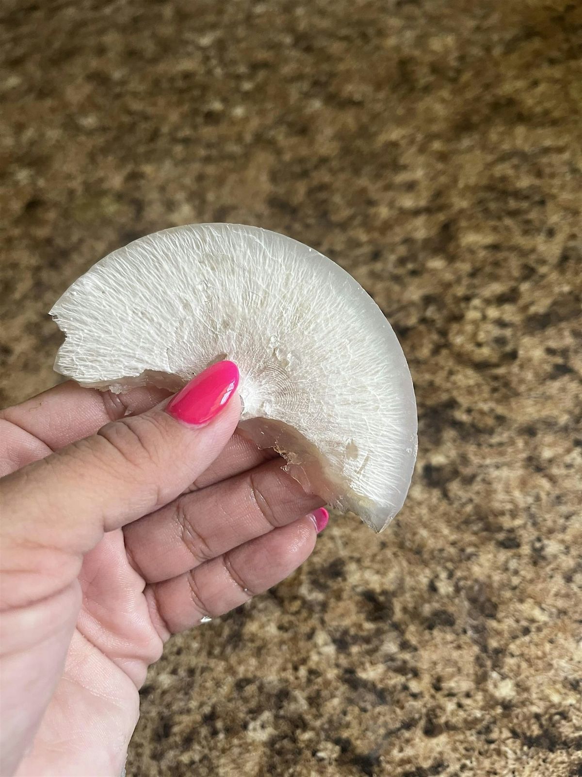 Mushroom Cultivation Series: Grain Spawn (Stage 2)