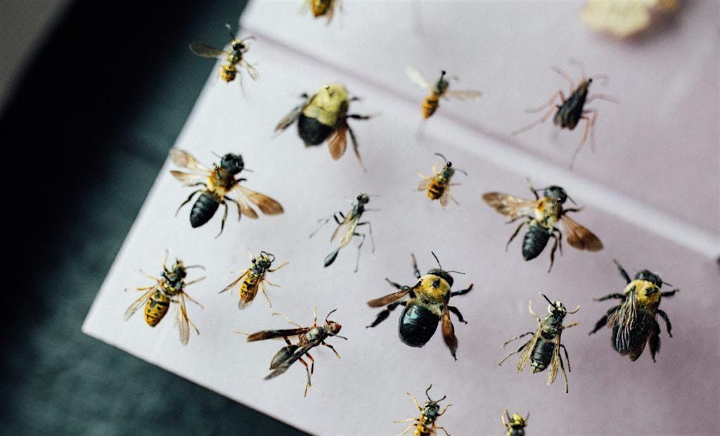 YEP Insect Pinning and Preservation Class