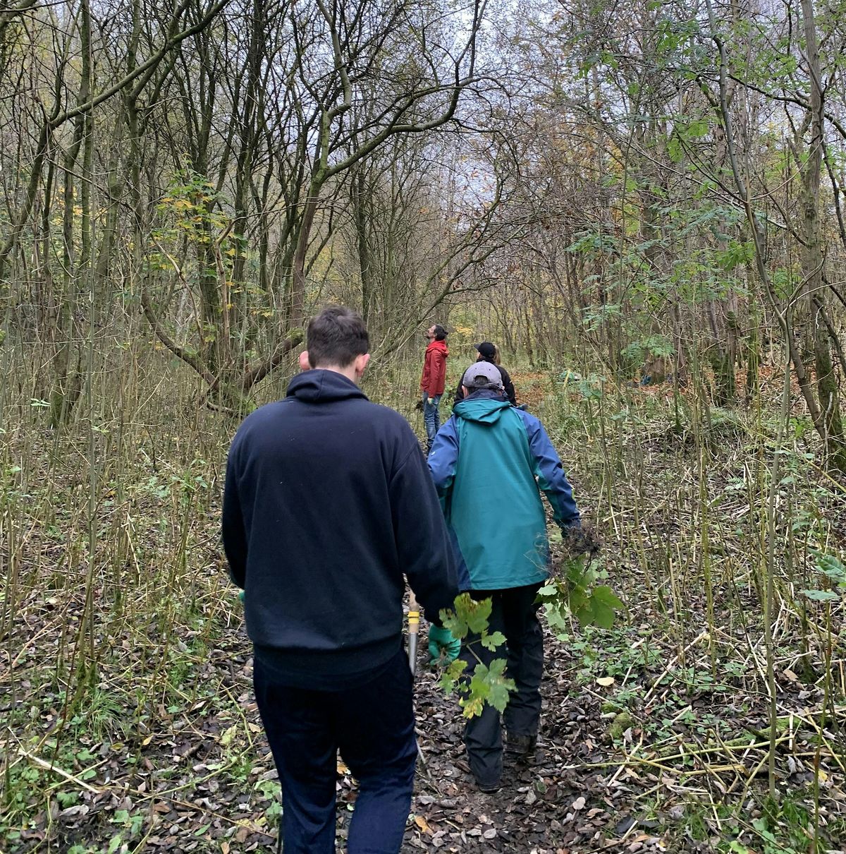 Woodland management at Painswick Park