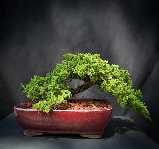 Bonsai Lesson at Wolfies