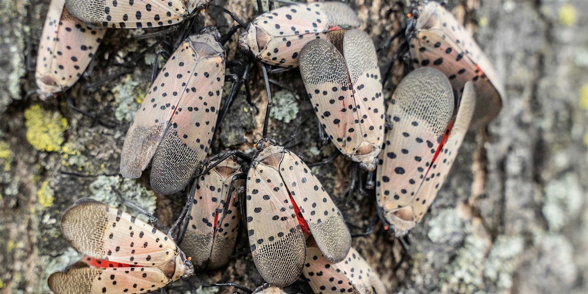 Invasive Species Jeopardy