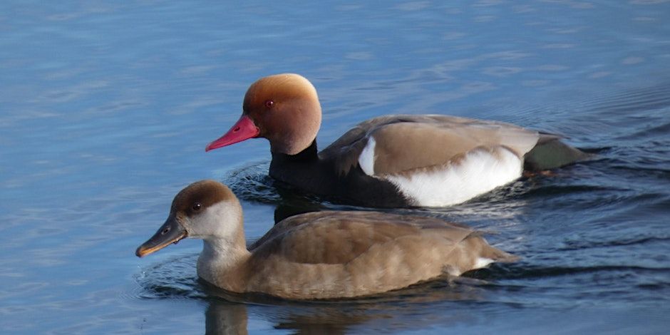 Hanningfield Adult Birdwatching for Beginners