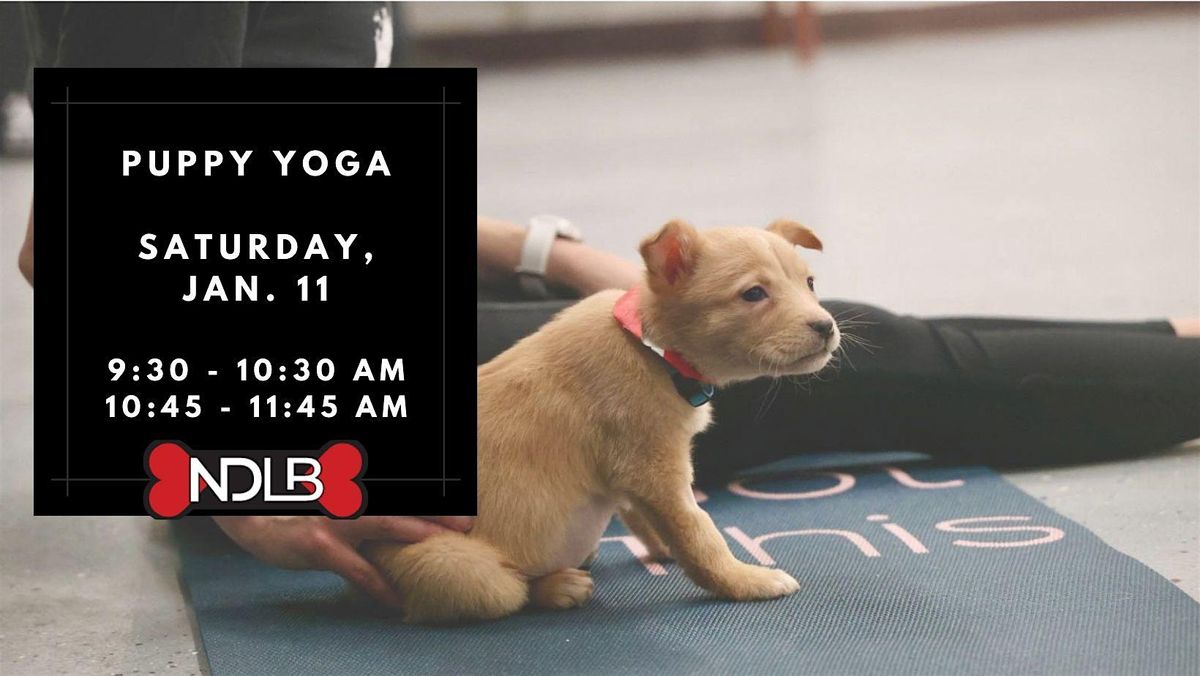 Puppy Yoga with No Dog Left Behind (Session 1)