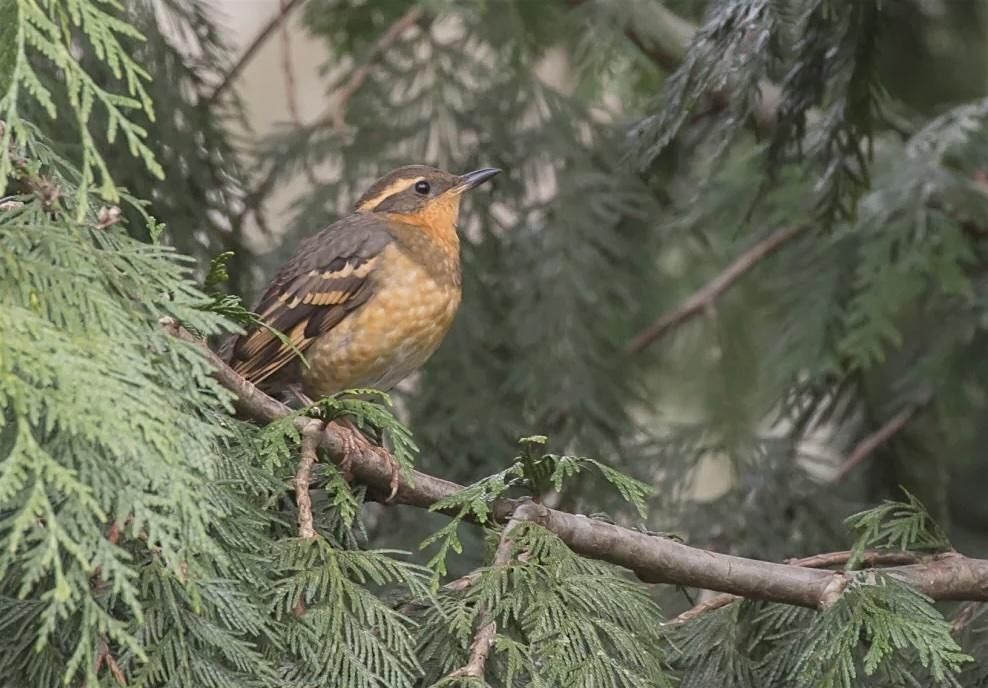 Birding at Stimpson Family Nature Preserve