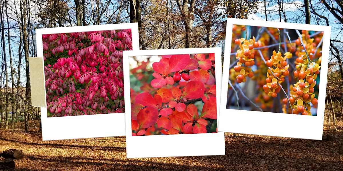 Conservation Corps Outing - Autumn Invasive Plant Colors and Identification