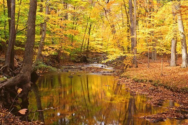 NJ Audubon: Fall Forest Stroll
