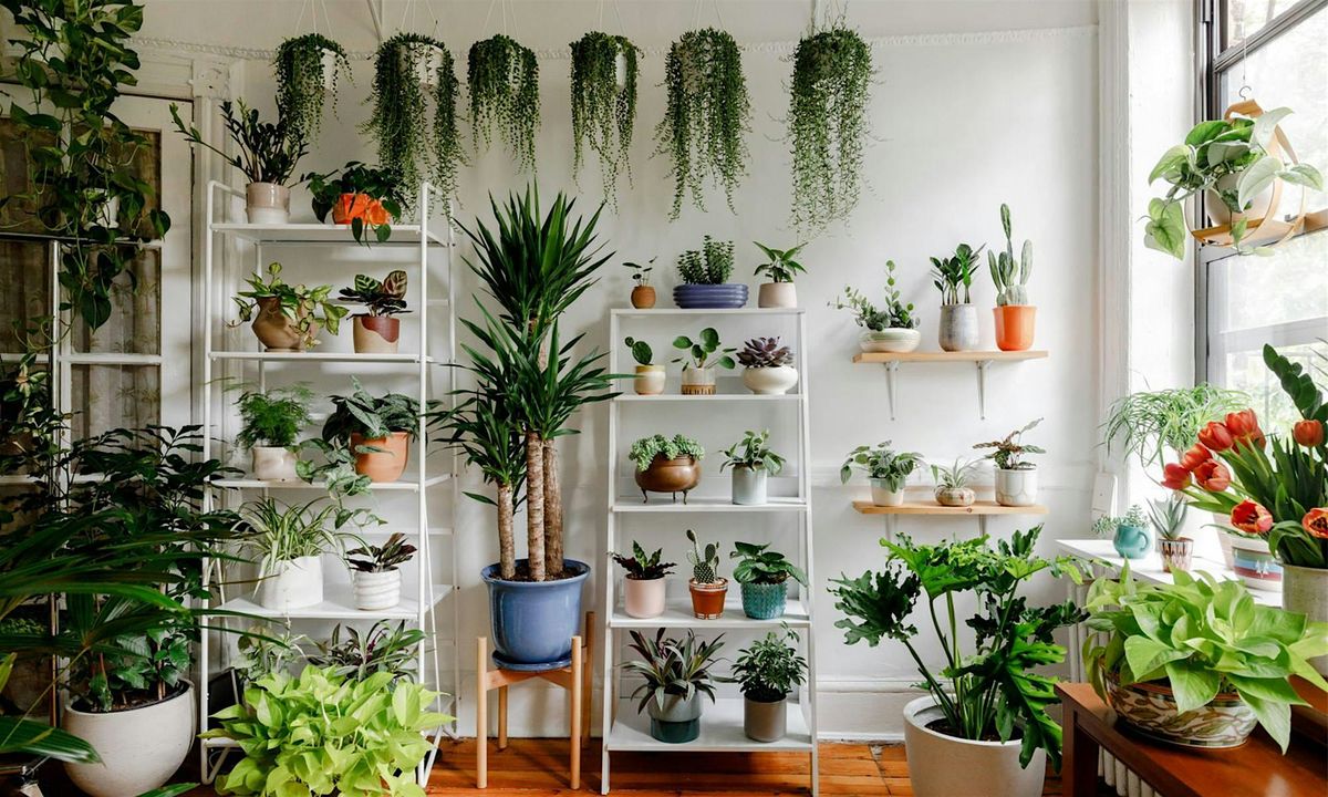 Houseplants 101-The Basics and How to get started!