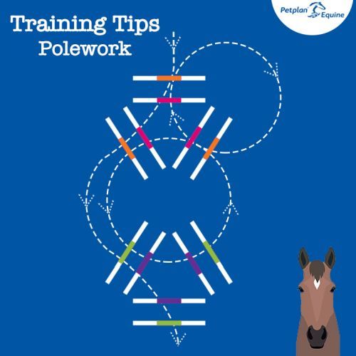 Pole Clinic with Mary Thelwell at Reaseheath Equestrian Centre