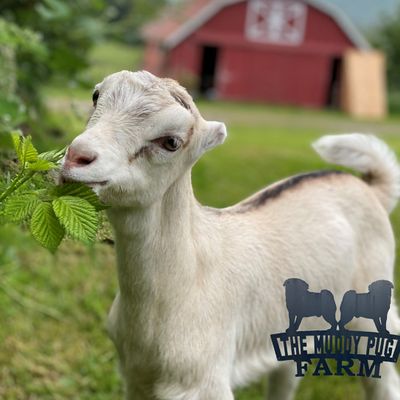 The Muddy Pug Farm & Sanctuary