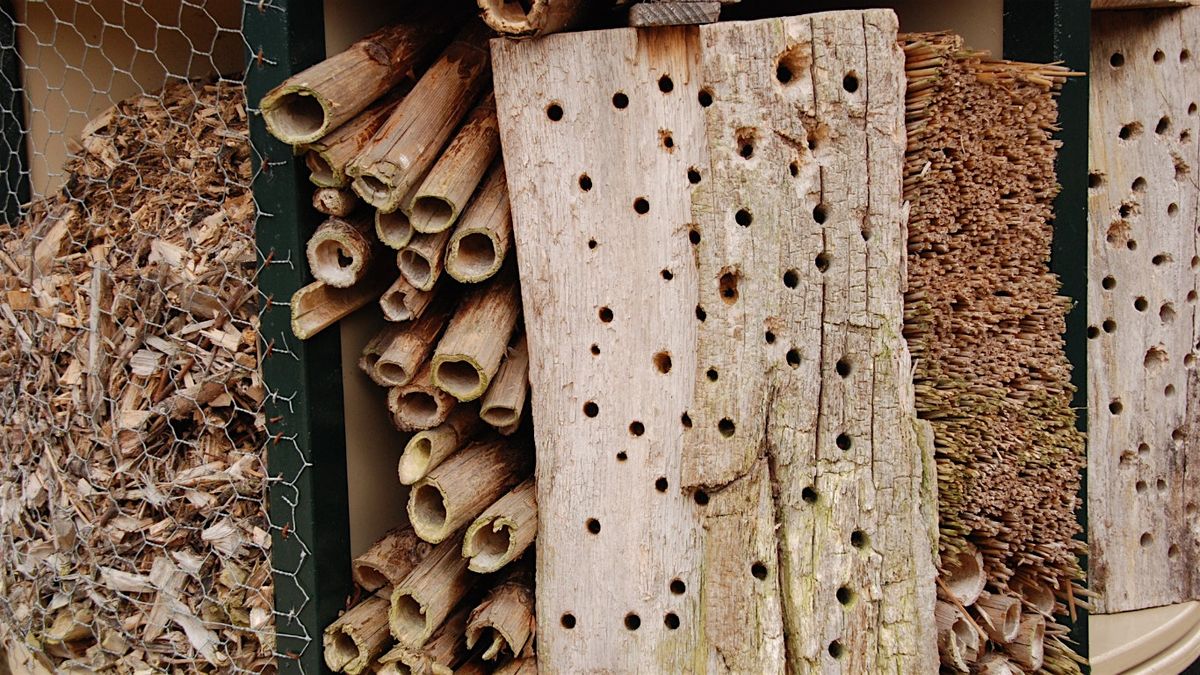 Tiny Tenants: Bug Hotels for Garden Health