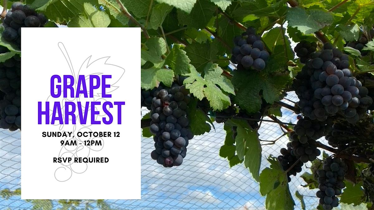 Open Harvest - Grape Picking
