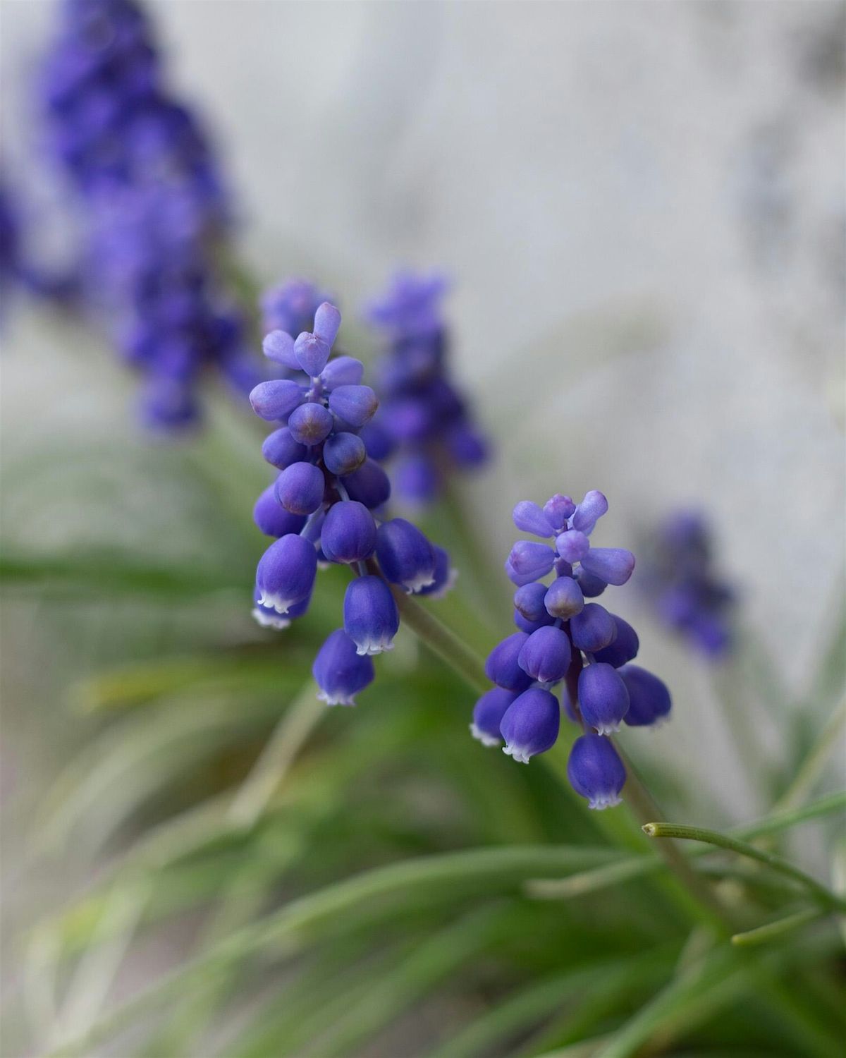 Spring Thaw - Living Floral Arrangement Workshop