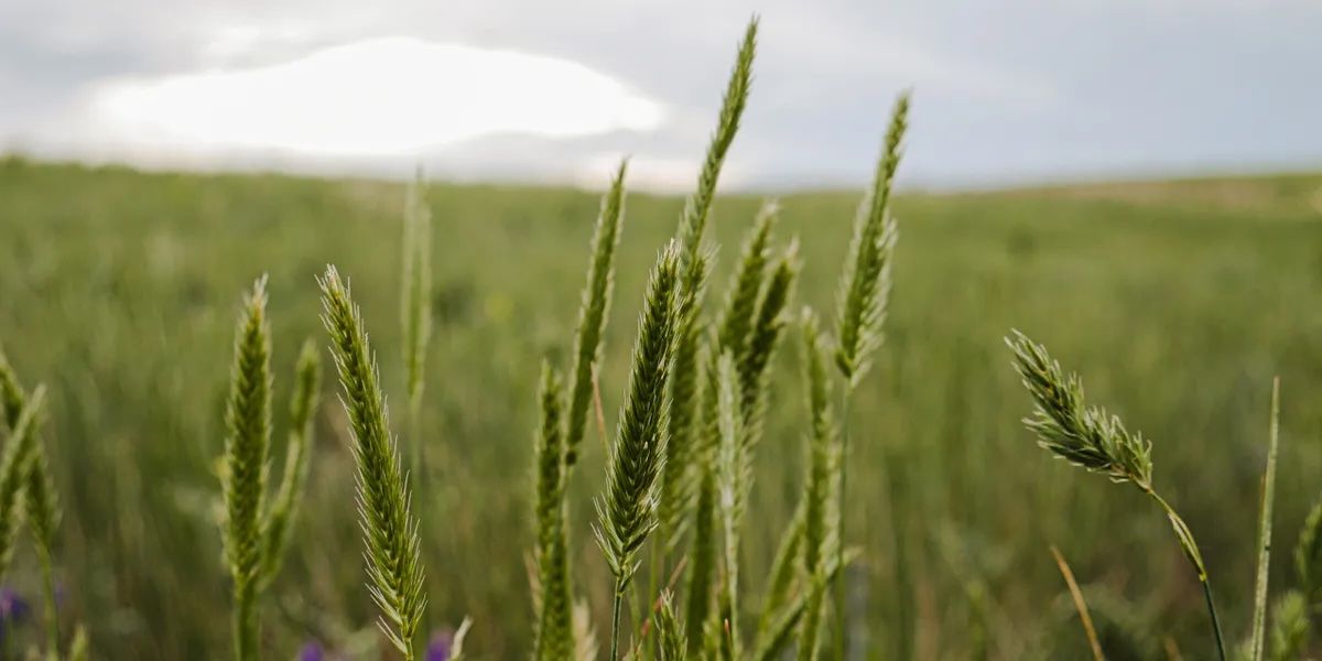 Introduction to the Hakomi Method, IN-PERSON, Calgary, AB