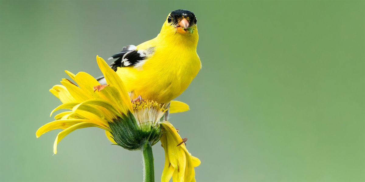 Birds of a Feather