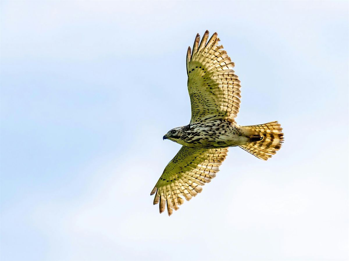 Live Raptor Program with Raptor Rehab of Kentucky