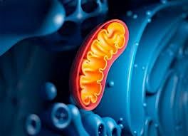 Measuring Metabolism