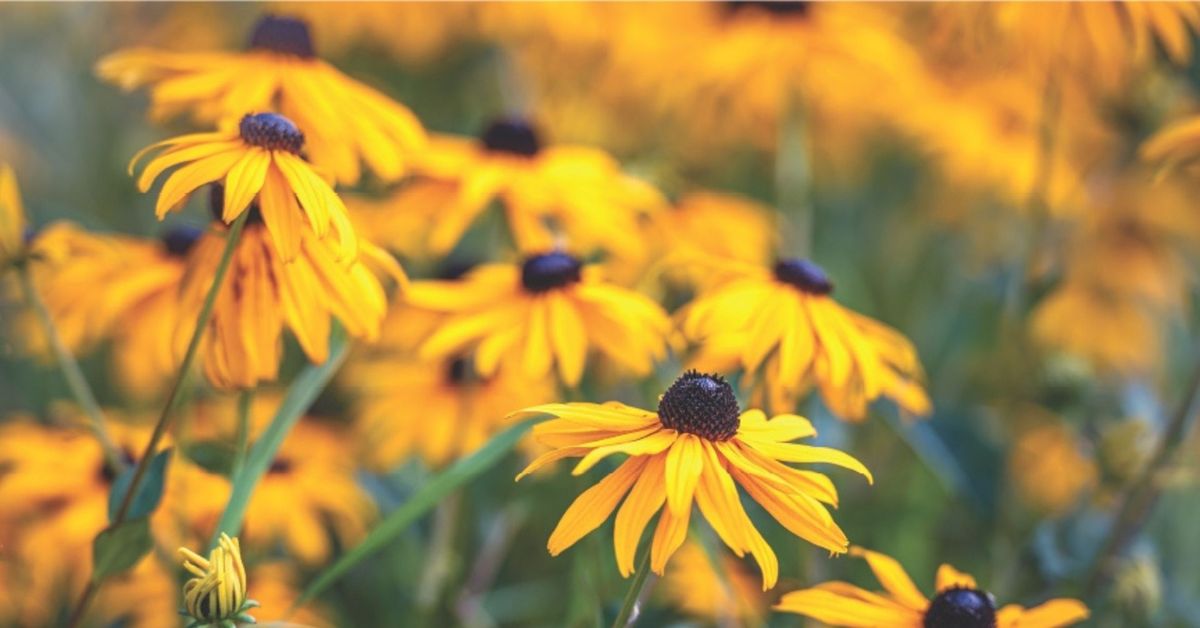 Urban Greenspaces in Bloomington