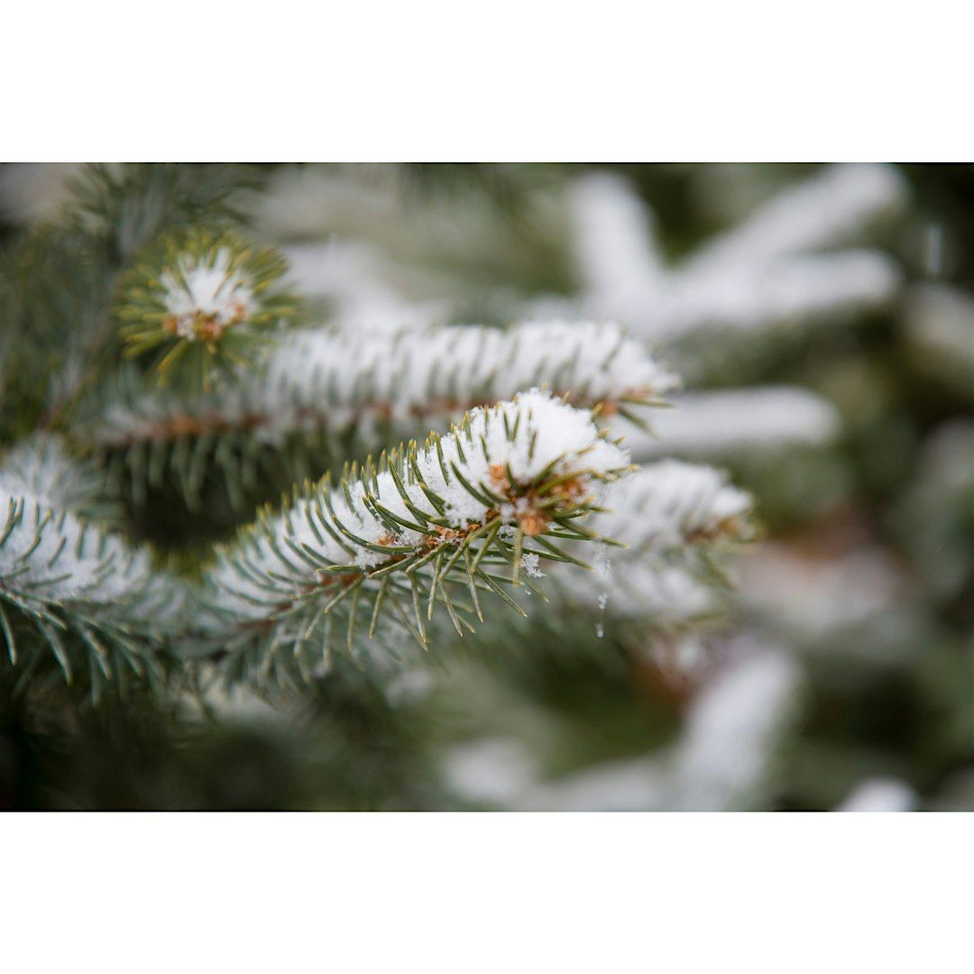 Wintergreen Scavenger Hunt-Tiny Tots (3-5 years), $4 cash per child