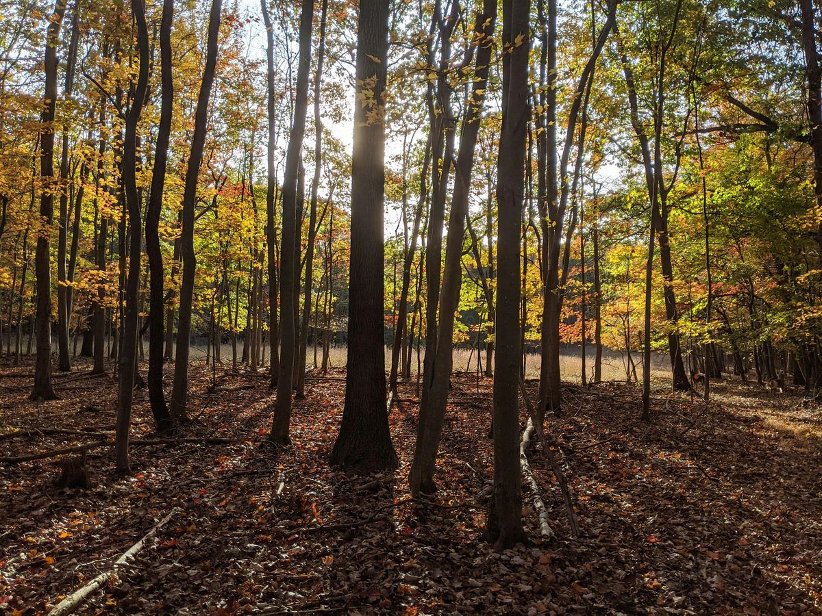 Forest Therapy: Gratitude & Giving in Nature