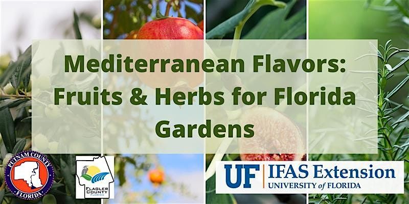 Mediterranean Flavors: Fruits & Herbs for Florida Gardens