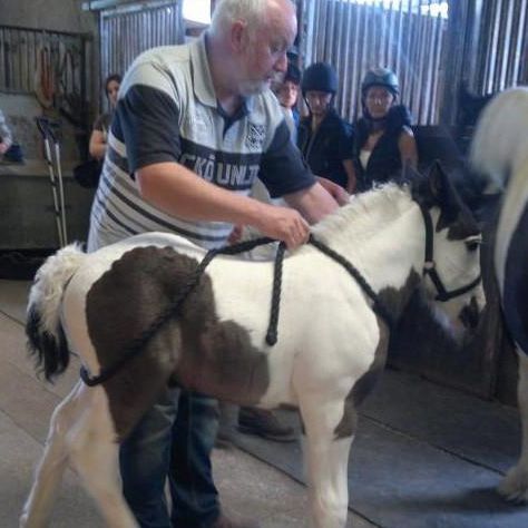 Foal Handling and stud Practice Course with Intelligent Horsemanship