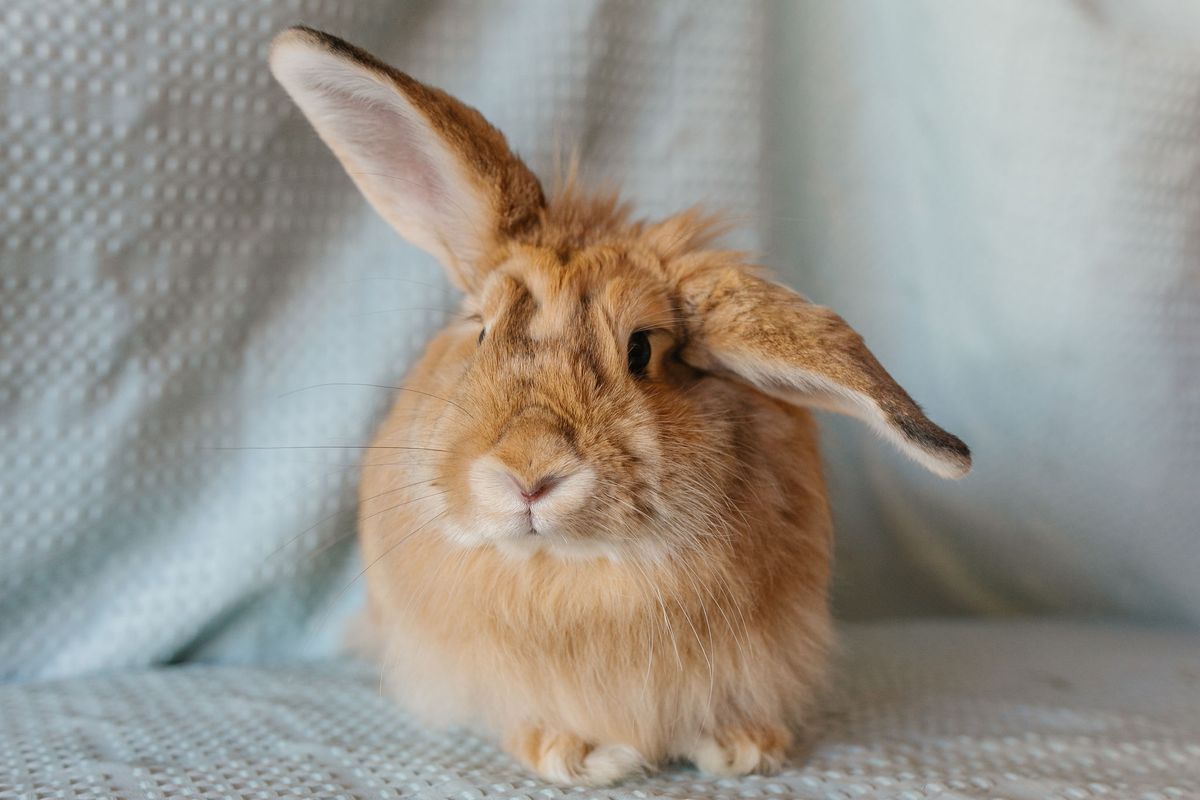 Bunny Spa Day - Sellwood