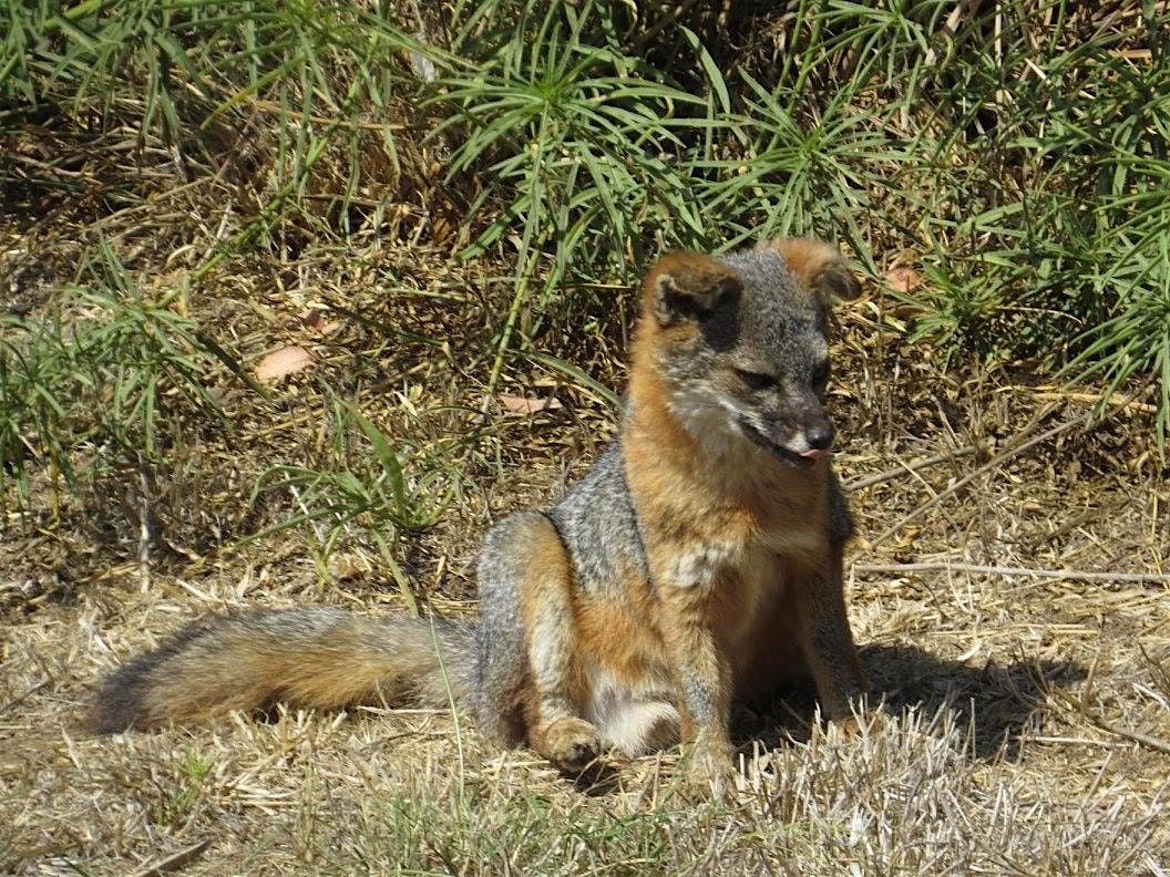 Spotting Foxes- Santa Cruz Island Field Trip