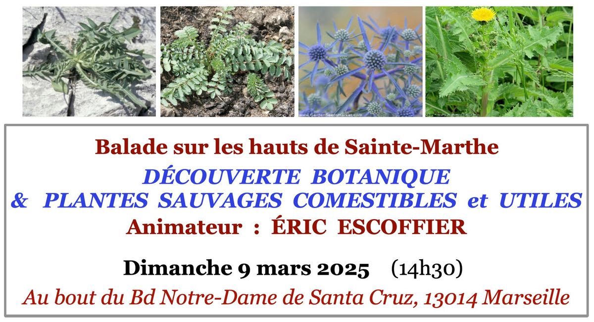 Balade \u201cD\u00e9couverte botanique et plantes sauvages comestibles et utiles\u201d \u00e0 Sainte-Marthe (Marseille)