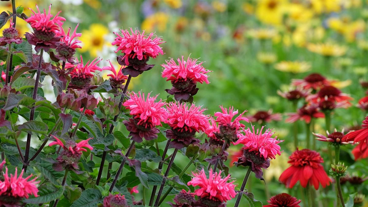Later Summer Wildflowers of the Arboretum