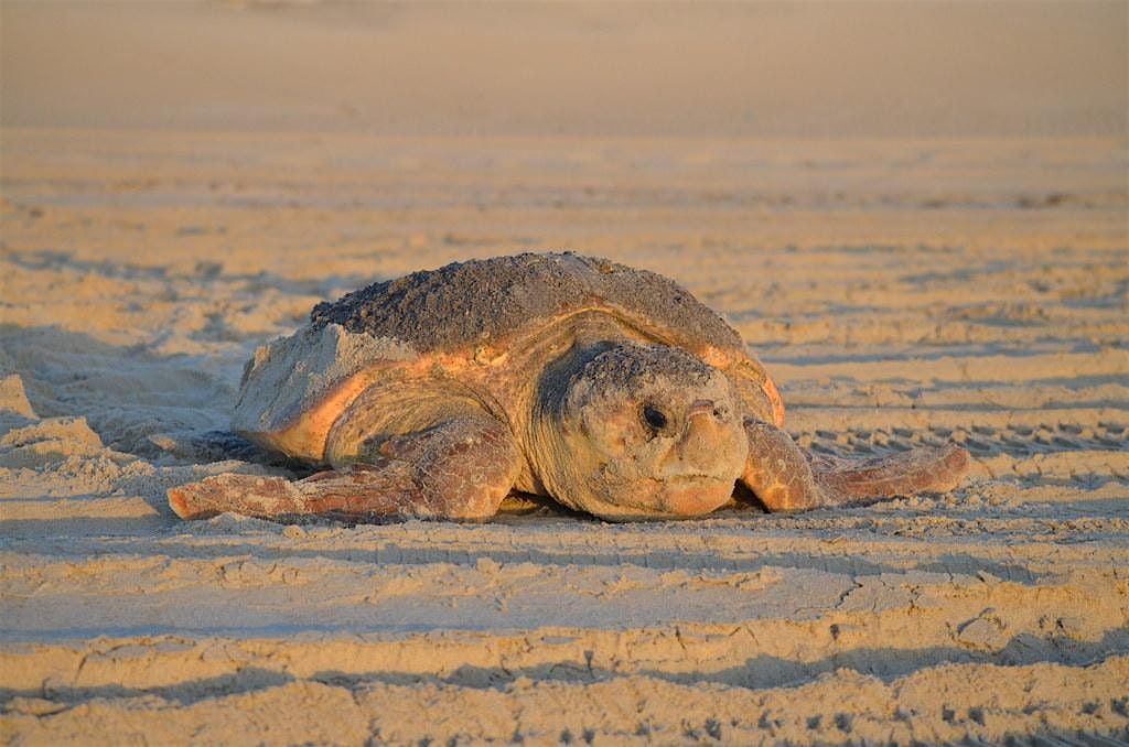 Grasses, Algae, and Benthos, Oh My! Habitat for Sea Turtle Foraging in NC