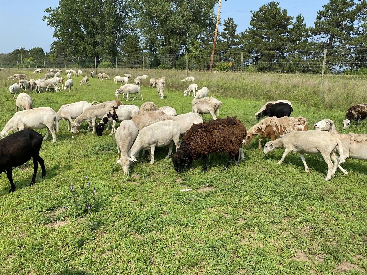 Beginning with Sheep and Goats Field Day