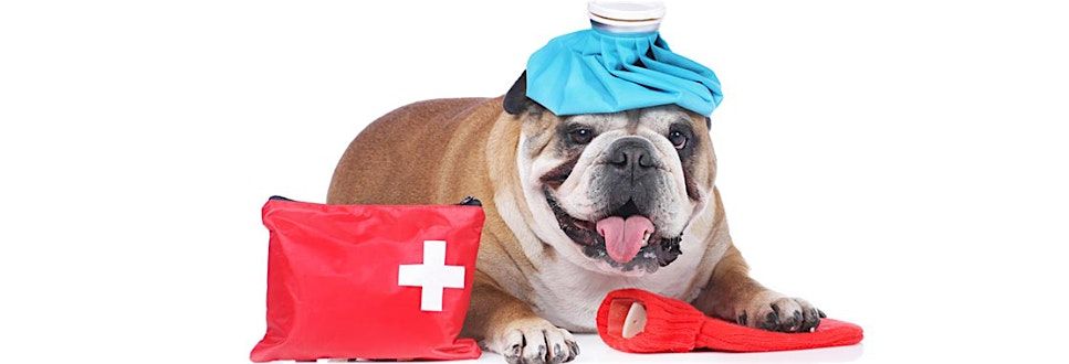 Pet First Aid + CPR for Pet Parents