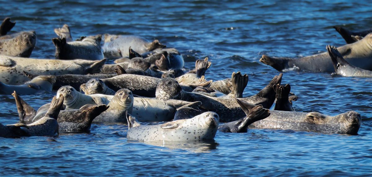 Volunteers Needed to Conduct A Seal Survey Around Sandy Hook Bay, NJ