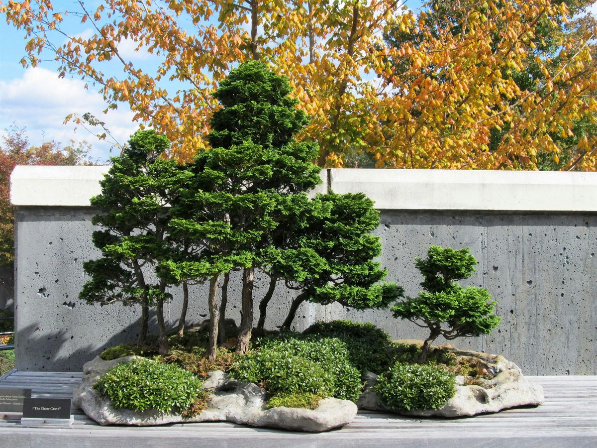 Bonsai Demo: Resurrection of the Chase Grove