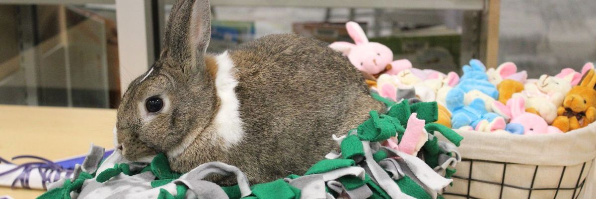 F5RS Bunnies in Baskets at the Warren Library