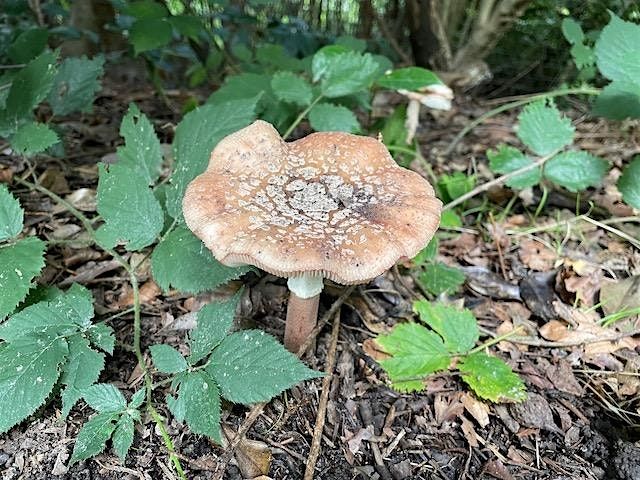 Let's talk about fungi: walk and talk (Tunbridge Wells Common)