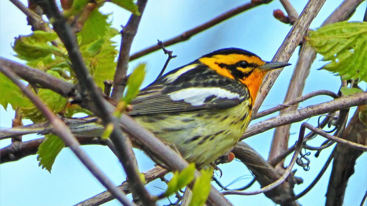 North Woods Birds & Blossoms