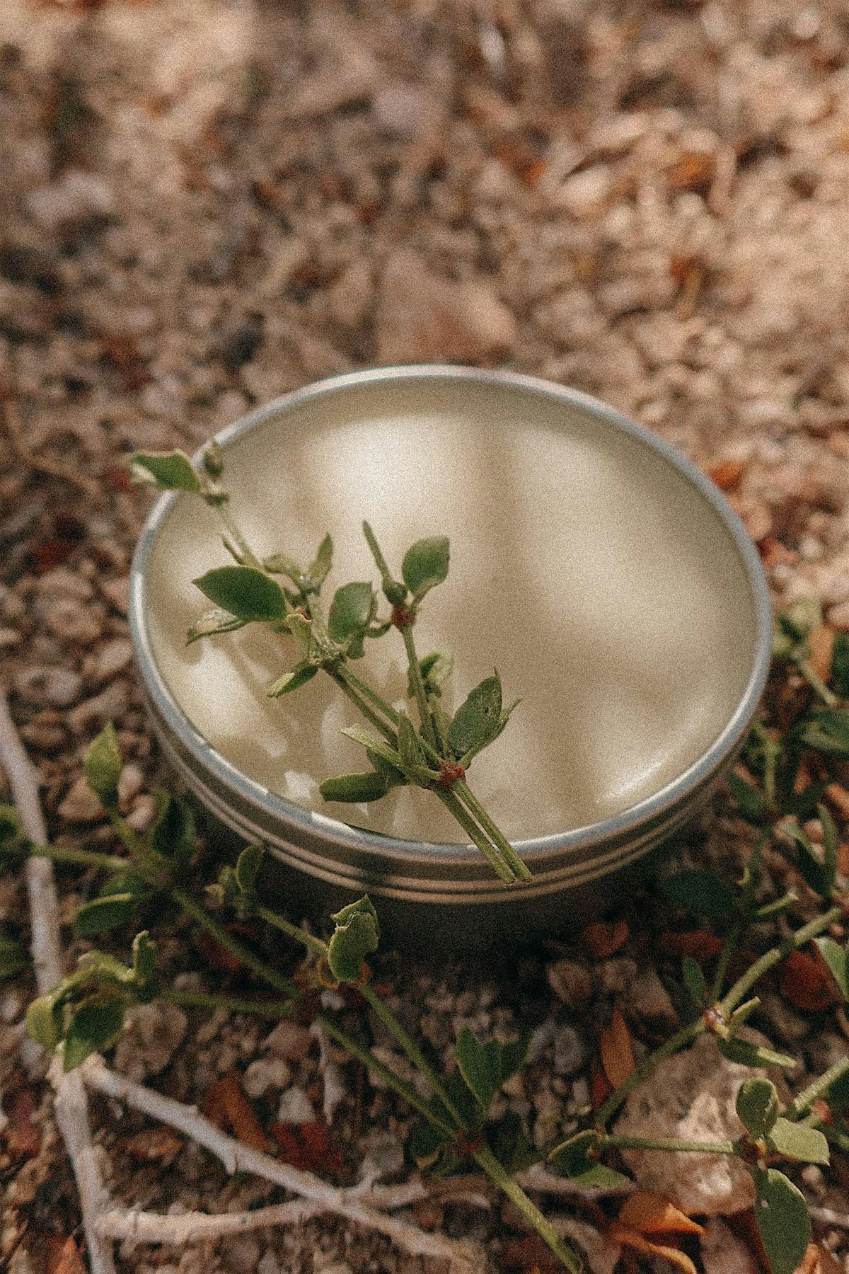 Salve Making with Desert Plants