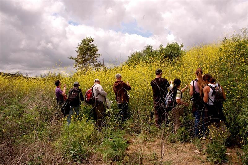 Eco-Friendly Foraging - Plants Walk \/ Wild Food Tasting & Drinks