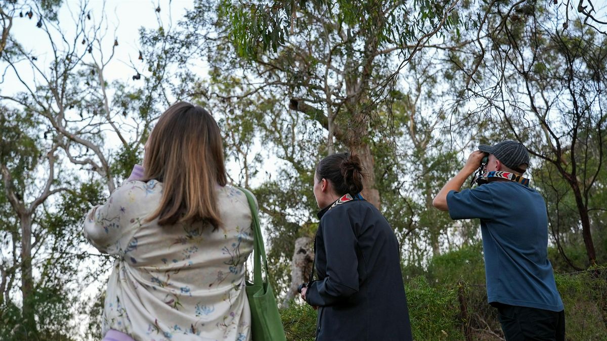 Meet grey-headed flying foxes: a guided walk - morning session