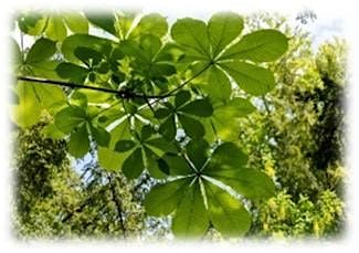 Forest Bathing for Beginners