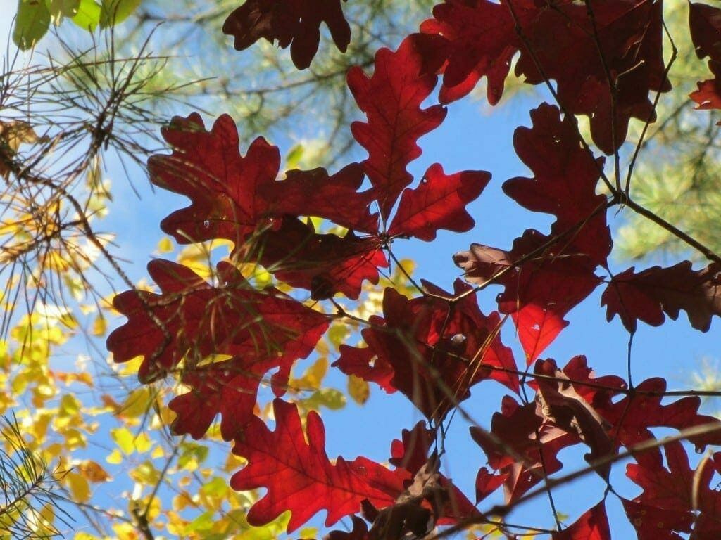 South Carolina Native Plant Society Symposium