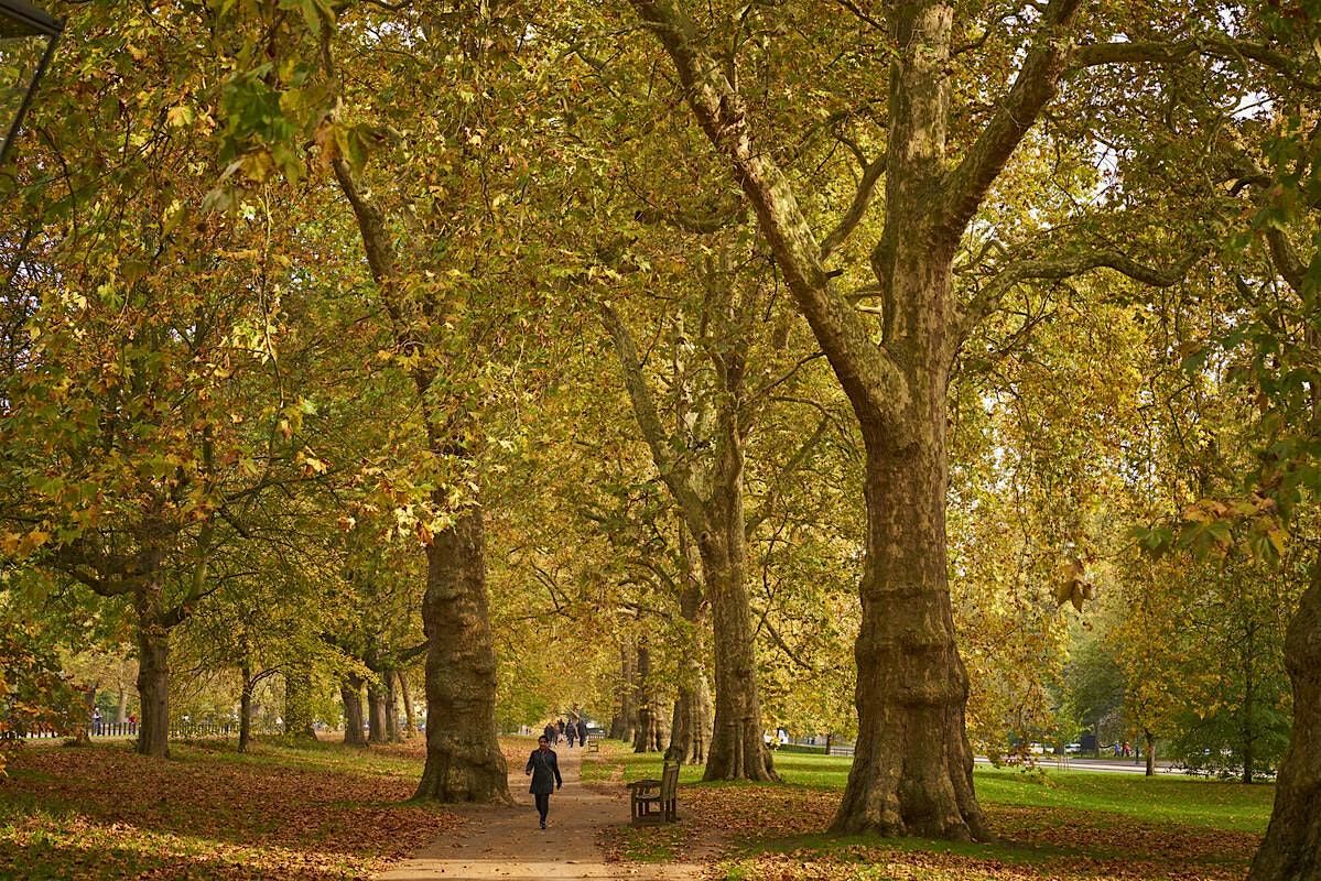 Trees of St James's Park