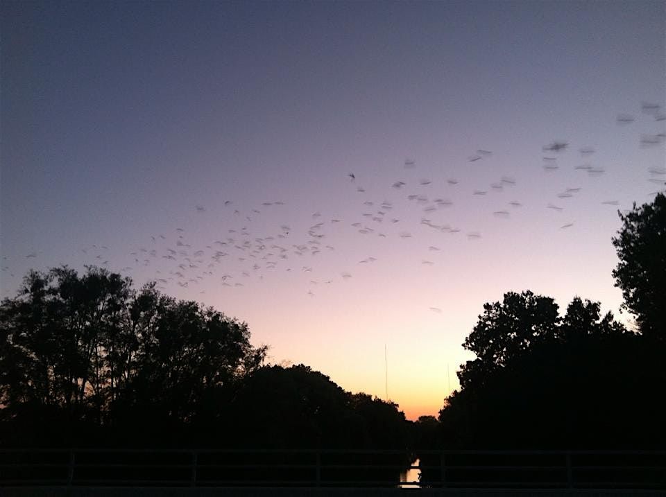 Sunset Bat Flyout Paddle